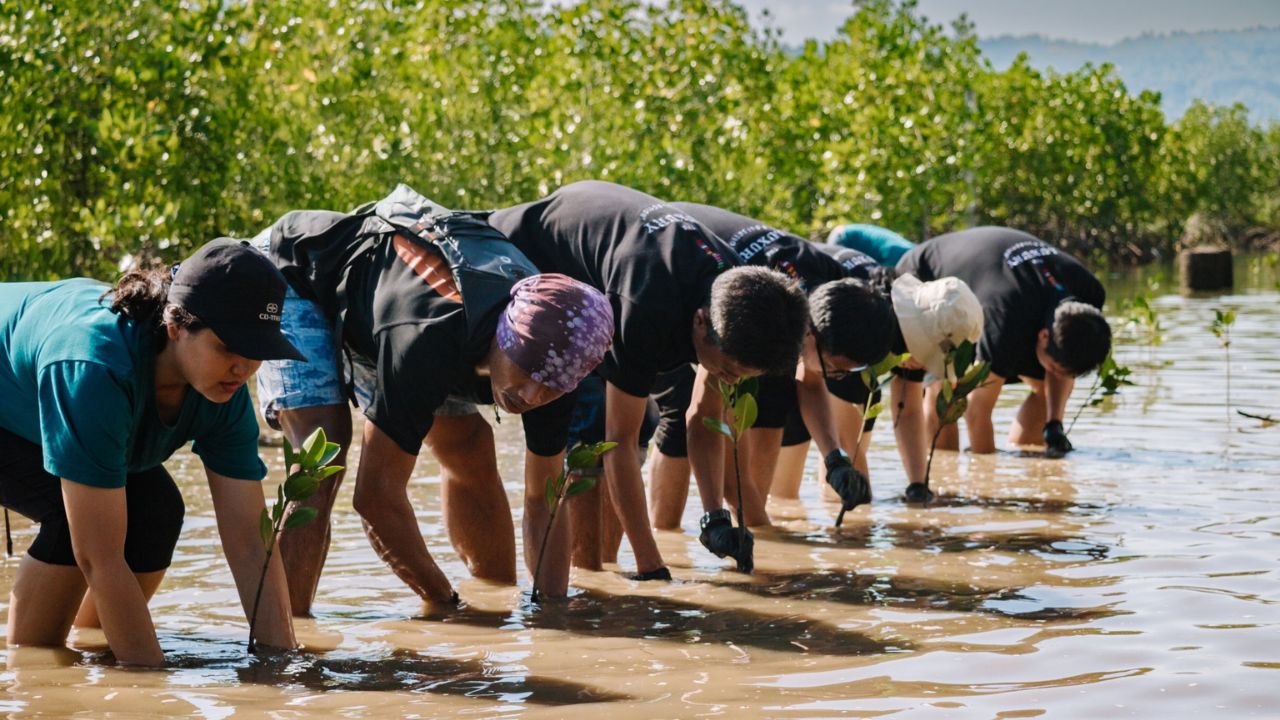 Marriott Indonesia Tanam 10.000 Mangrove